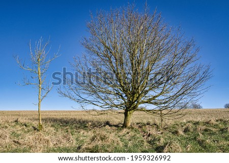 A  Young Tree and a Mature Tree with a Blue Sky in the Background.