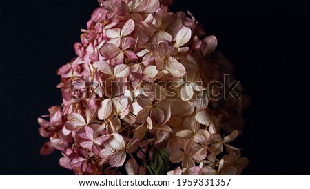 floral banner. beautiful large dry hydrangea flower on a dark background close-up. shabby chic, rustic style. flat lay, copy space.