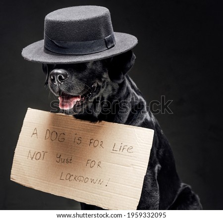 Fashionable and fluffy dog with hat and cartoon sign with a text