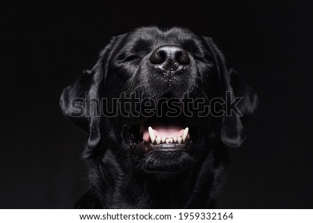 Front view of barking black retriever in dark background