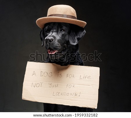 Proud and fashionable labrador retriever with hat and cartoon sign