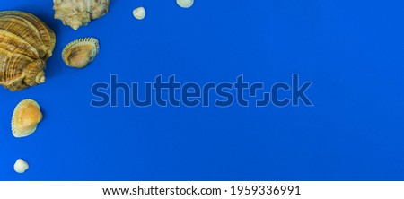 Summer seashell flat lay banner concept, sea and vacation concept on a blue background, copy space and top view photo