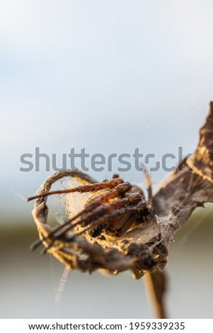 Macro photo of a small spider lurking on a dry leaf.
