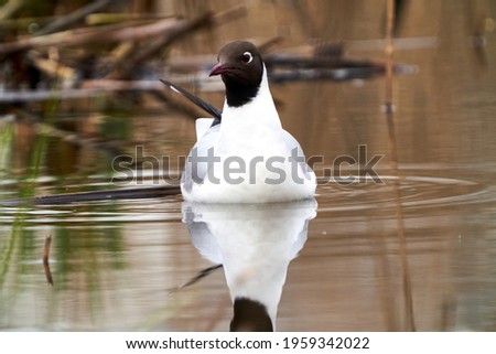 The Black-headed gull (Chroicocephalus ridibundus) swimming in the lake. The Black-headed gull in nesting at a breeding colony in the pond. Selective focus. Spring 2021. Vilnius region, Lithuania. Royalty-Free Stock Photo #1959342022
