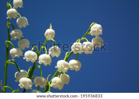 Lilies of the valley 