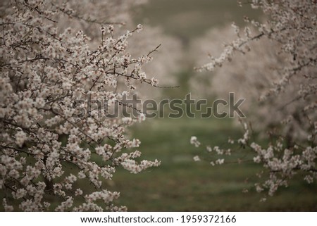 
almond garden, almond blossom 
image selective focus 