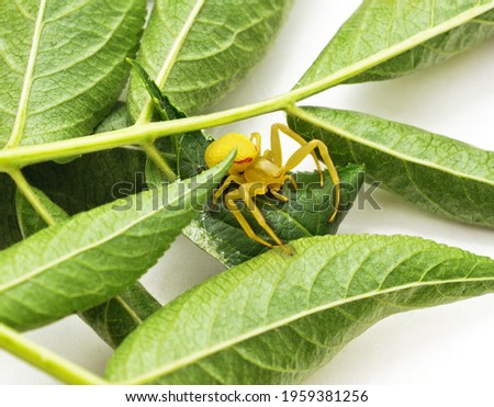 Yellow spider on leaves on a white background.