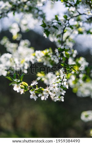 Spring nature backlight photography blossom trees