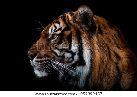 Front view of Sumatran tiger isolated on black background. Portrait of Sumatran tiger (Panthera tigris sumatrae) Royalty-Free Stock Photo #1959399157