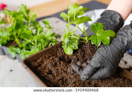 Woman transplanting pelargonium or plant into the bigger pot. Planting flowers at home on the balcony.  Royalty-Free Stock Photo #1959400468