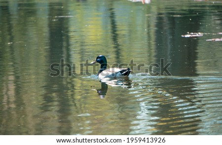 A wild duck swims in a pond on a fine spring day in April