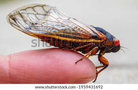 Periodical Cicada Adult, (Magicicada septendecim) Northern Illinois Sub-Brood, (part of Marlatt's XIII) Niles, Illinois Royalty-Free Stock Photo #1959431692