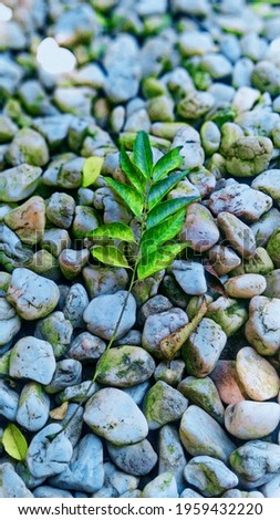 Setangkai daun kari yang gugur di atas batu - batu kecil