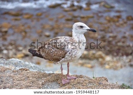 seagull standing by the sea on a cliff