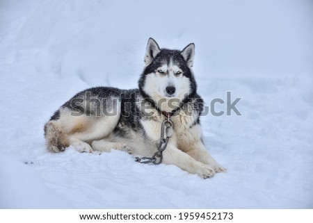husky lying in the snow