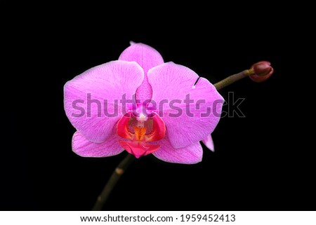 Broken petal of pink moon orchid flower 