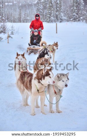 a husky dog sled carrying a sleigh with people in a snowy forest