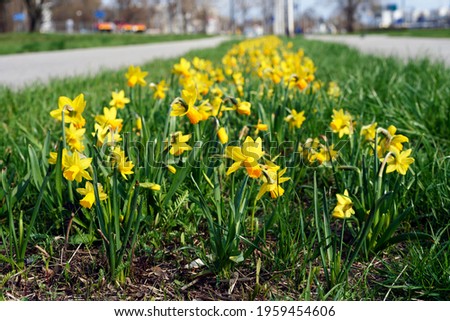 Poland, Warsaw, April 2021. Spring in the city. A row of blooming daffodils embellishes the urban landscape. Daffodils are a symbol of the Warsaw Ghetto Uprising that broke out in 1943, on April 19.   Royalty-Free Stock Photo #1959454606