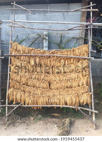 Curing Burley Tobacco. Tobacco leaves drying. Tobacco leaves to incubate tobacco leaves naturally. Snap photography shot by smartphone.