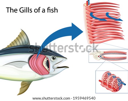 Diagram showing the grills of a fish illustration