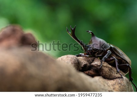 Pictures of male beetles clinging to trees in the forest.