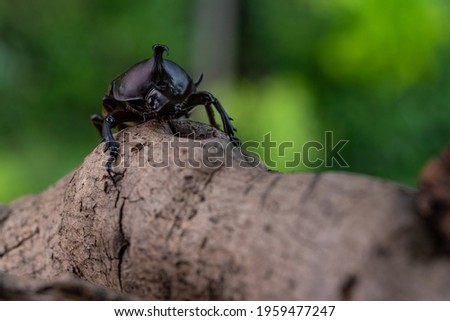 Pictures of male beetles clinging to trees in the forest.