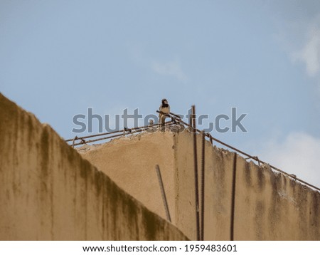 A little bird on iron bars of a house