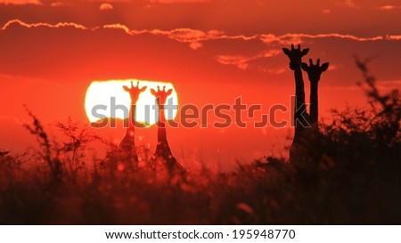 Giraffe - Wildlife Background from Africa - Sunset Wonder and Beautiful Gold