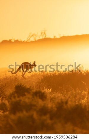 Kangaroo with a sunrise background in Australia outback, silhouette kangaroo jumping in the bush with morning sunrise background. 
