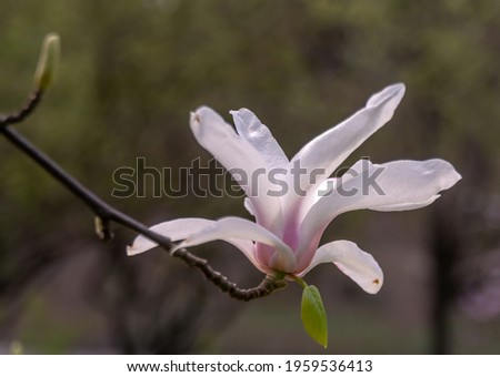 Blooming magnolia. Large and beautiful flowers adorn the tree in spring and delight the eye. Magnolia is a genus of flowering plants of the Magnoliaceae family, numbering about 240 species.