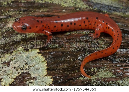 Eastern Mud Salamander on wood with lichen, Pseudotriton montanus