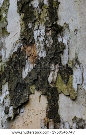 The texture of tree bark in the woods