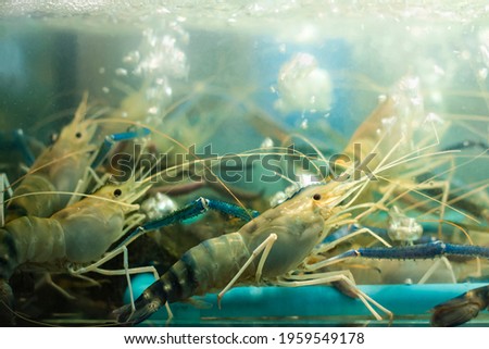 Multiple live king prawns, also known as River shrimp in a restaurant fish tank for cuisine