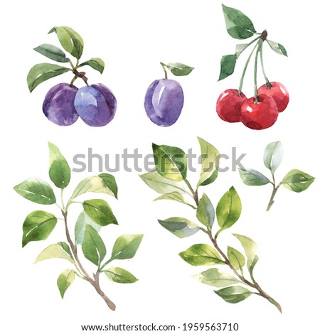 Beautiful set with hand drawn watercolor tasty summer plum and cherry fruits. Stock illustration.