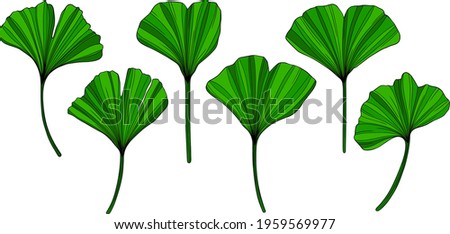 Ginkgo green leaves isolated on white. Hand drawn vector illustration. Eps10