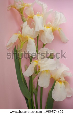 white irises on light pink table.