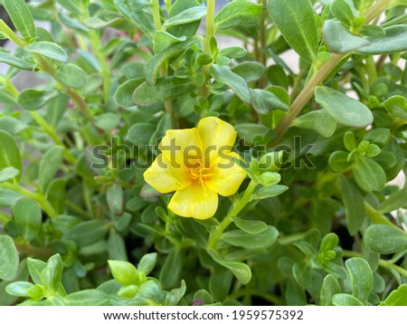 Portulaca Grandiflora Yellow Flower Inside Clay Pot View in Garden