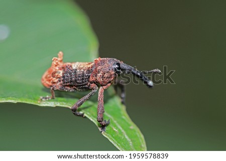 The beetle on leaf in nature
