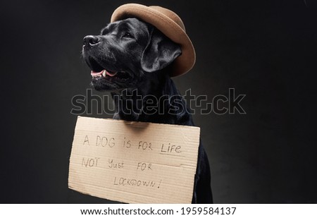 Lovely retriever with a cartoon sign wearing a hat in dark background