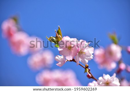 pink blooming Sakura in Gdynia, Poland 