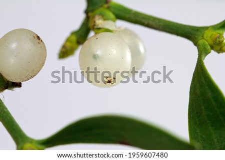 white berry mistletoe shown in detail 