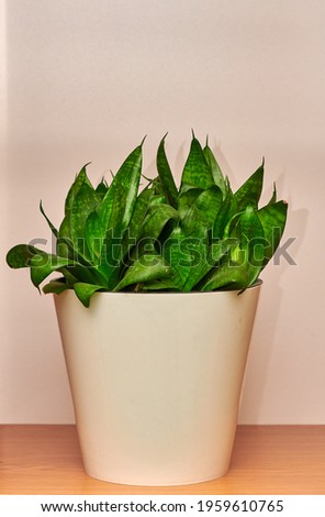 a green flower in a white pot stands