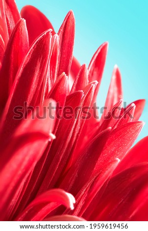 Floral summer macro background. Red petals of a beautiful gerbera on a blue background.