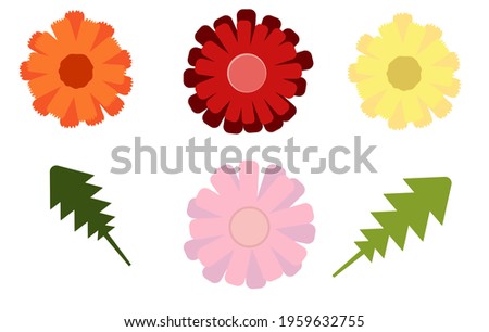 Vector illustration of flowers and their leaves. Varieties of gerberas, chrysanthemums, calendula, aster