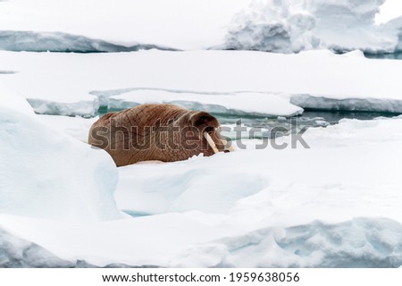 A single adult walrus, odobenus rosmarus, rests on the pack ice off the coast of Svalbard. Arctic ocean at approximately 80Ëš North. Close up. 