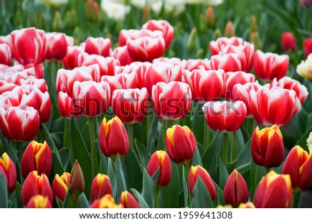 Beuatiful double tuplis in red and white edge. Flying Dragon or Triumph  tulip blooming ,Bold red blossoms adorned with a golden band around the edgesblossom in spring .Background nature concept.