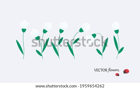 Vector set of snowdrops. Set of snowdrop flowers in different shapes and sizes with a ladybug.