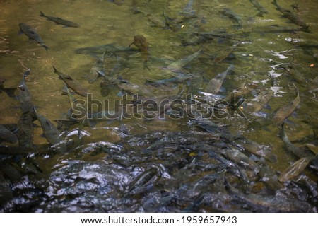 A group of antimony fish in a natural river