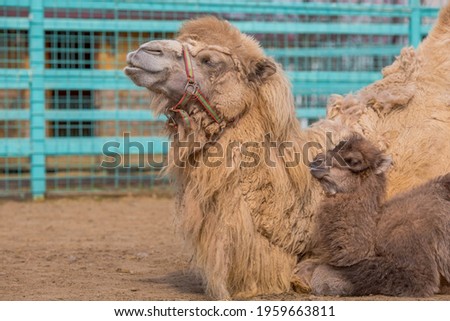 The zoo. A tender portrait of a mother and a baby camel that has just been born.
