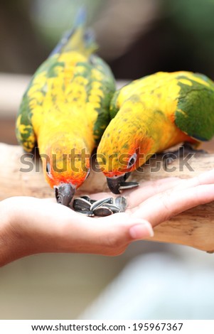 parrot is eating foods on people hand.